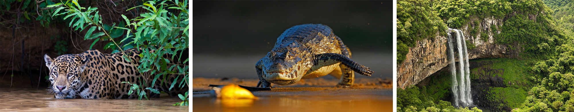 Le Pantanal