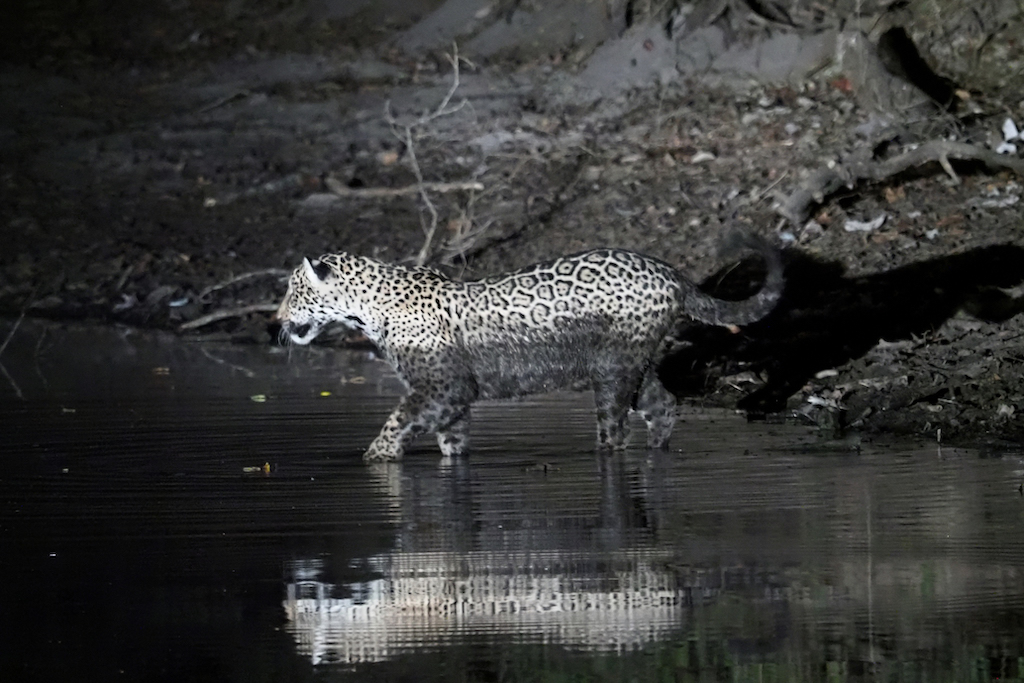 Jaguar au Pantanal