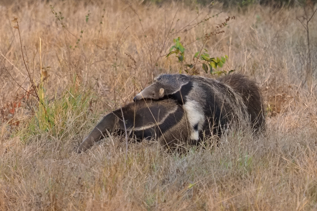 Le Pantanal