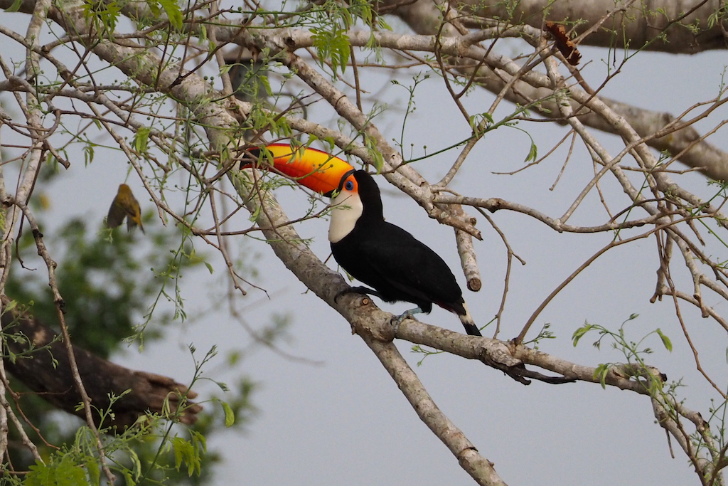 Le Pantanal