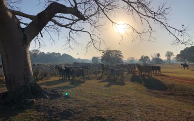 DANS LES COULISSES DE VOTRE VOYAGE – Le Pantanal, Nordeste et Fernando de Noronha