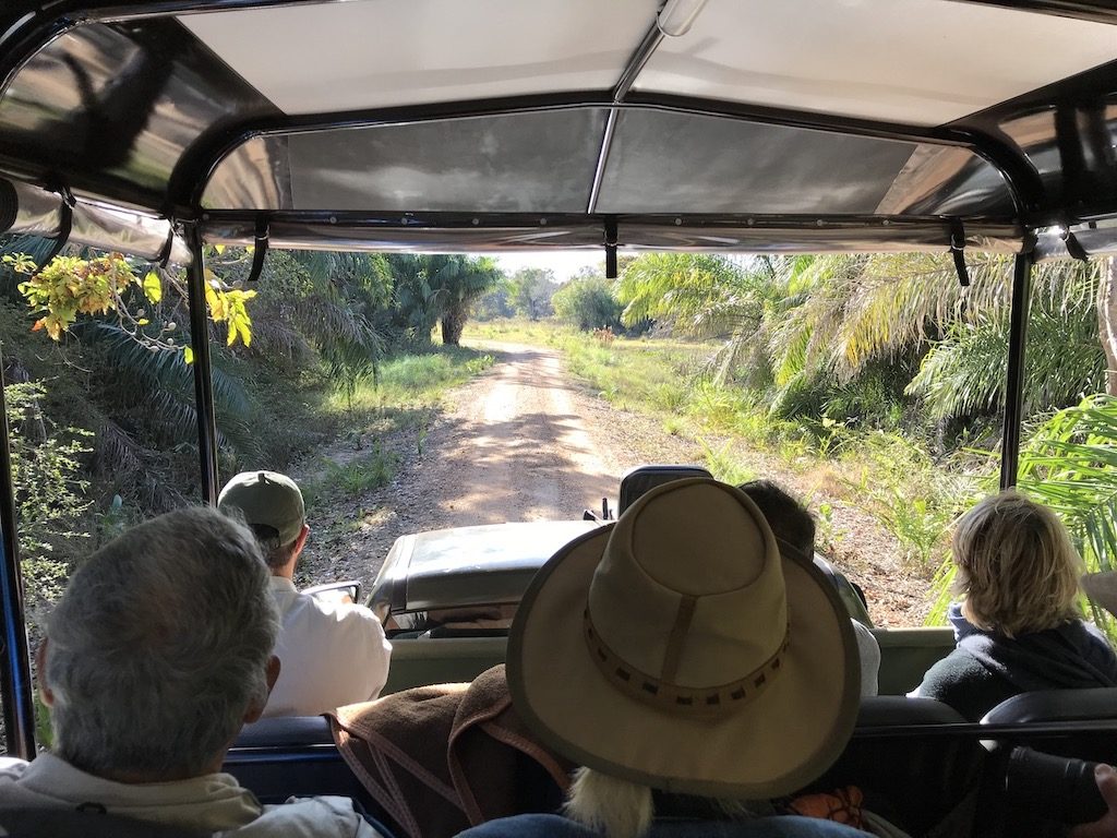 Safari au Pantanal