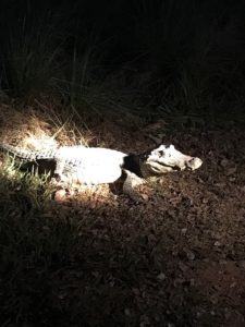 un crocodile au Pantanal